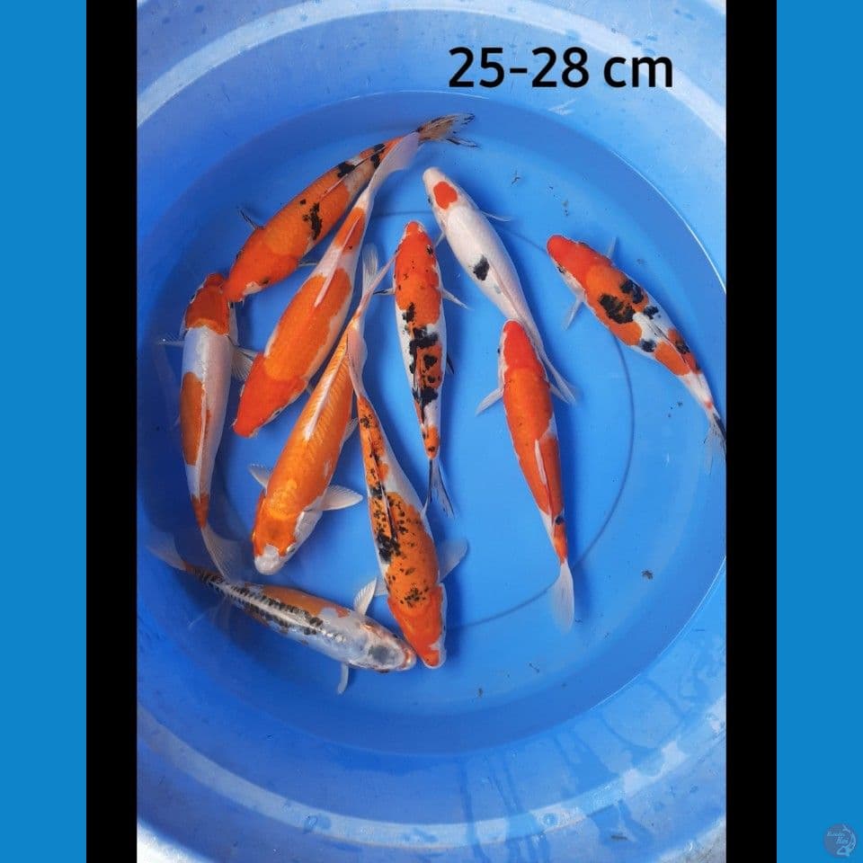 Paket 10 ekor 25-28 cm