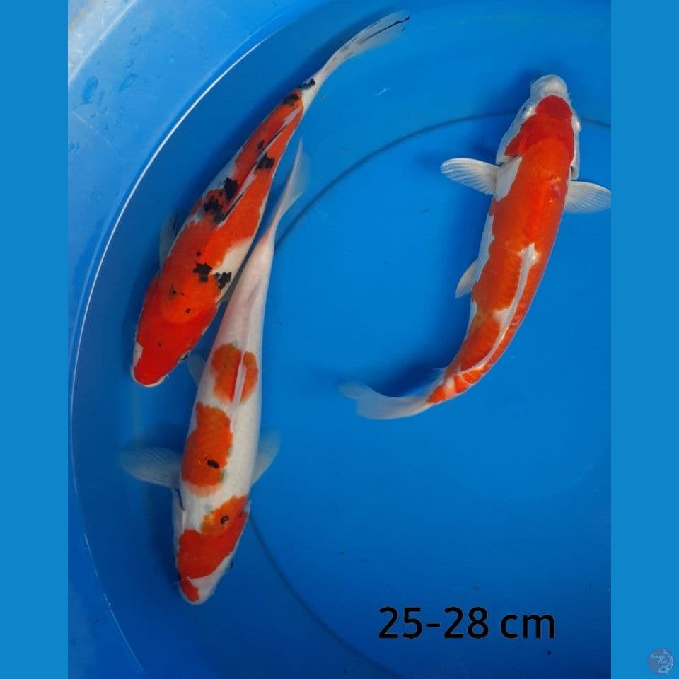 Mix 25-30 cm