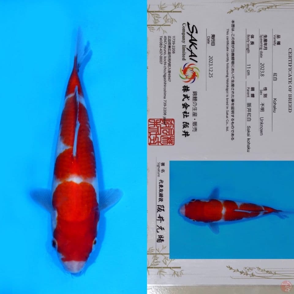 SAKAI KOHAKU HQ 21CM