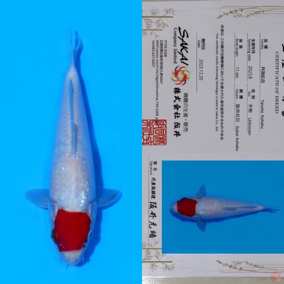 SAKI TC KOHAKU HQ 22CM