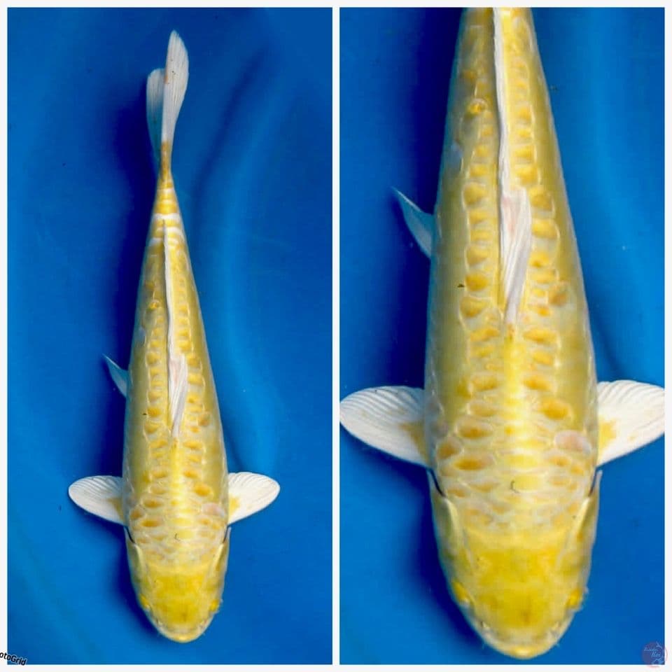 Super Doitsu Ogon F1 marusai 40cm