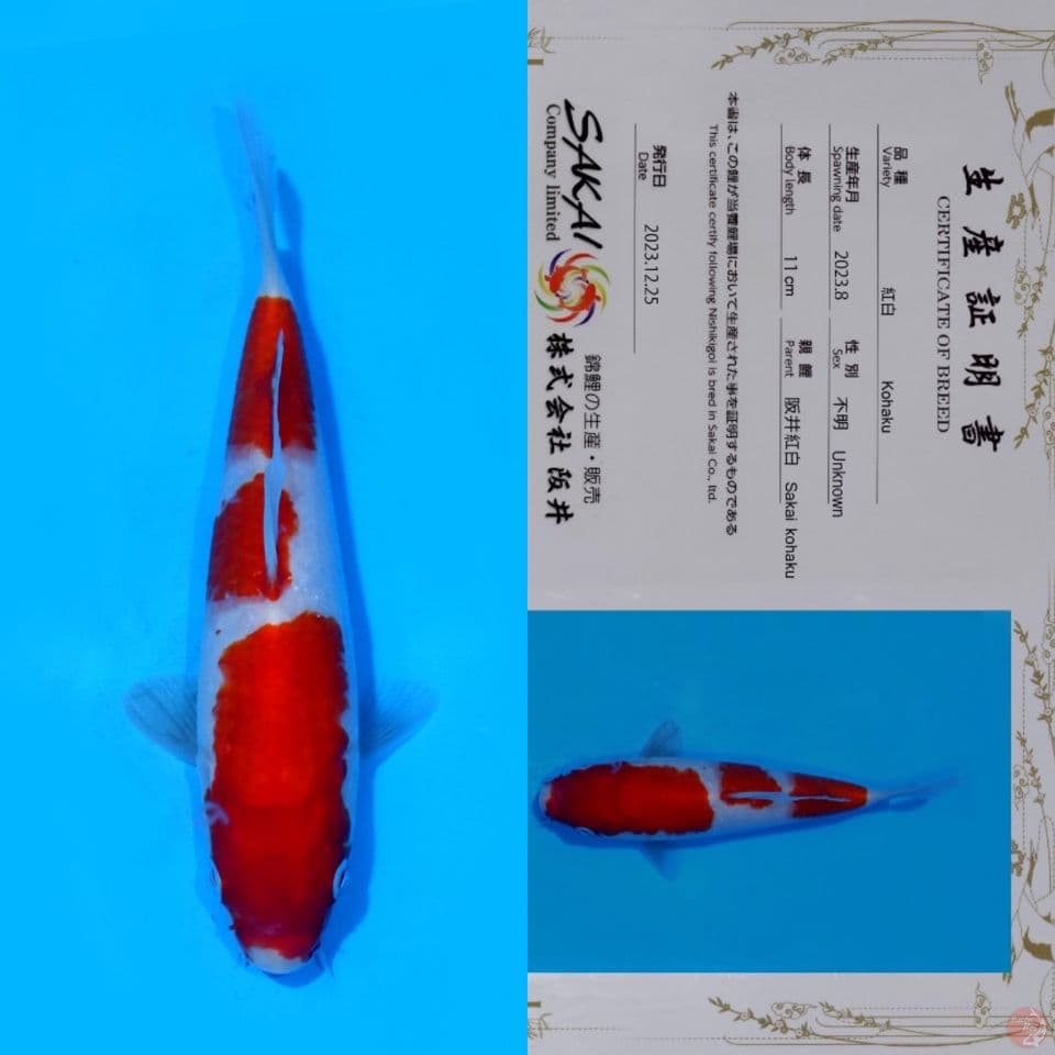 SAKAI SANDAN KOHAKU HQ 21CM