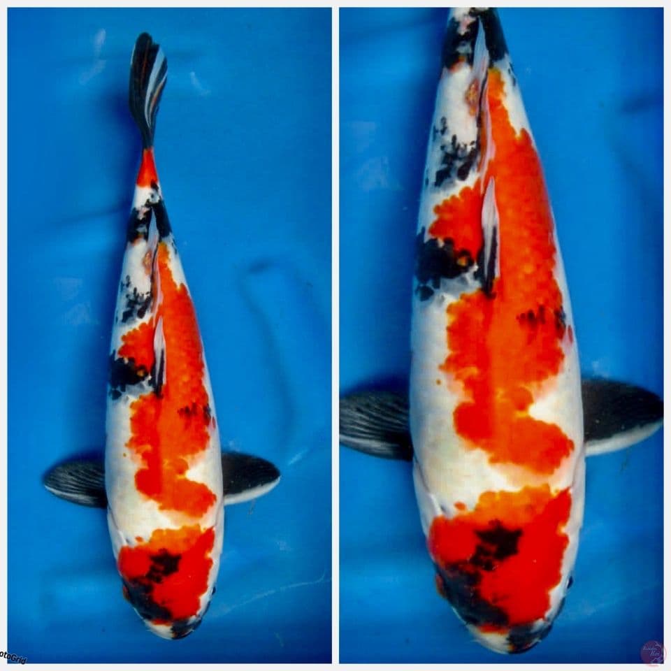 Showa F1 sakai 45cm