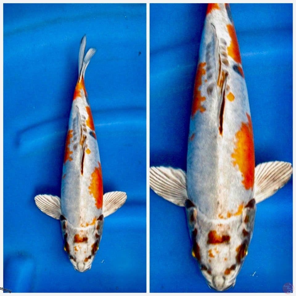 Kikkoryu antik 34cm