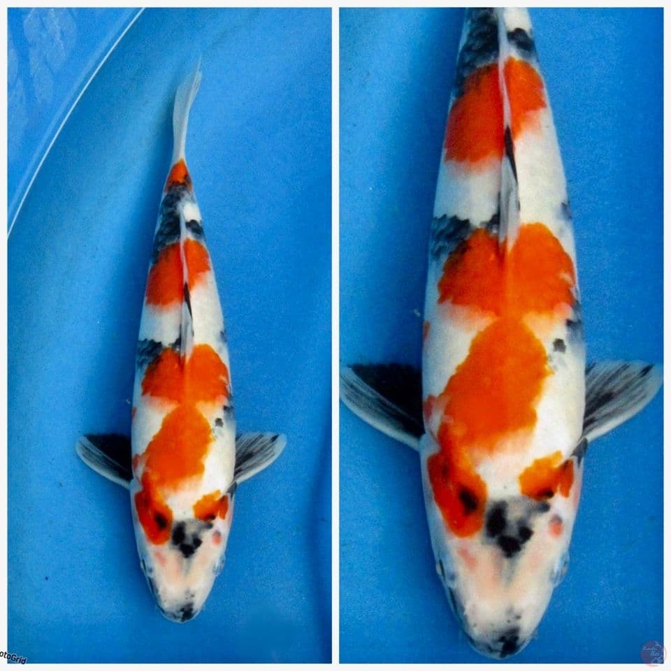 Kindai showa Tategoi F1 sakai 32cm