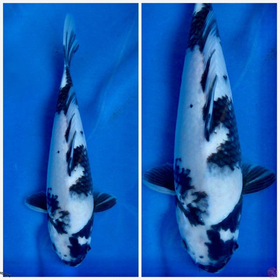 Shiro F1 sakai 28cm