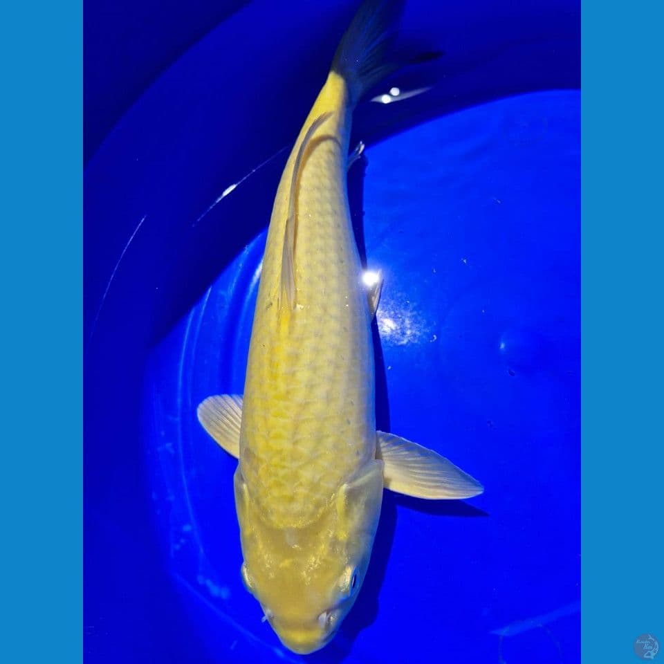 karasi lemon calon jumbo