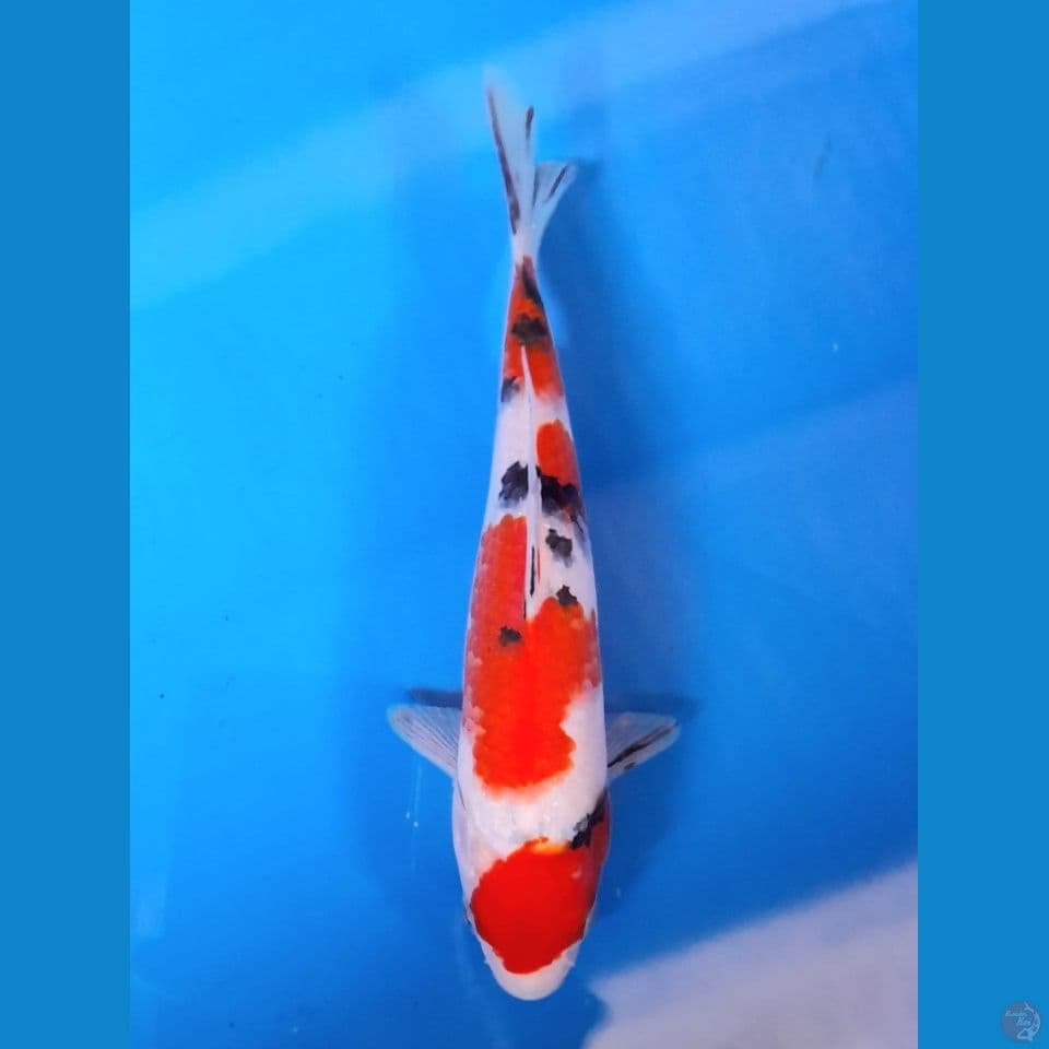 maruten sanke 21cm
