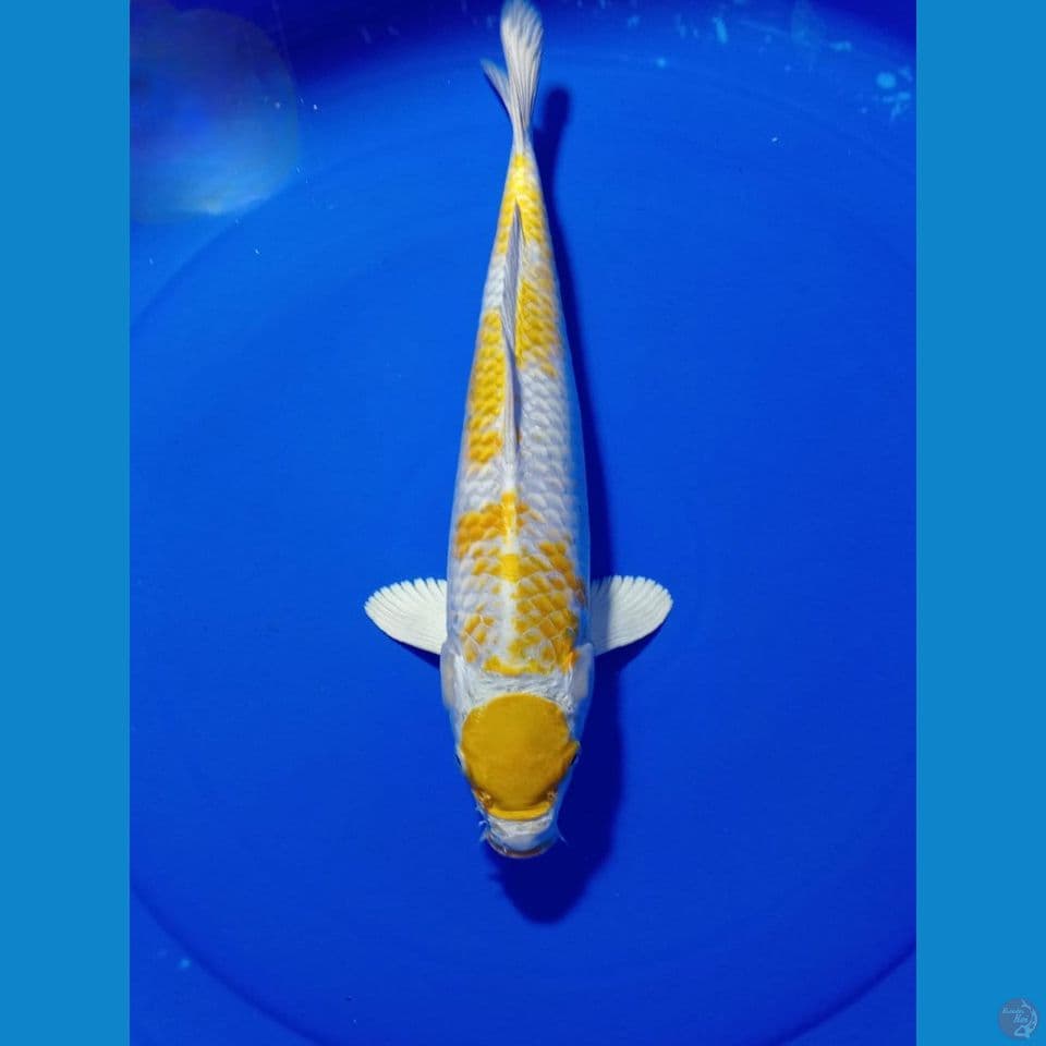 MARUTEN HARIWAKE 36 CM