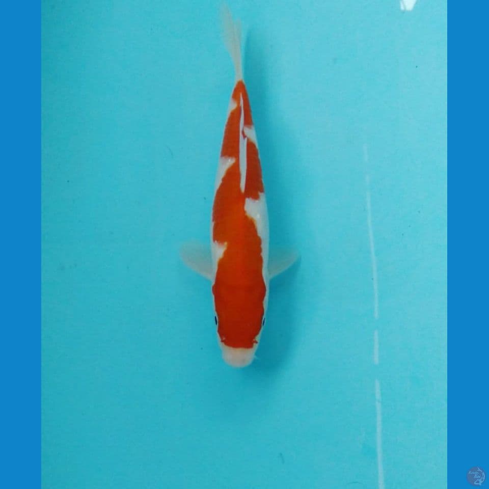 inazuma 18cm