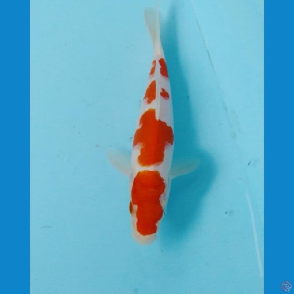 kohaku 20cm