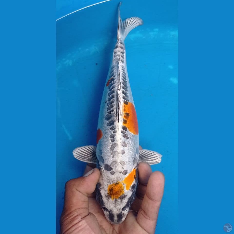 KIKO 30