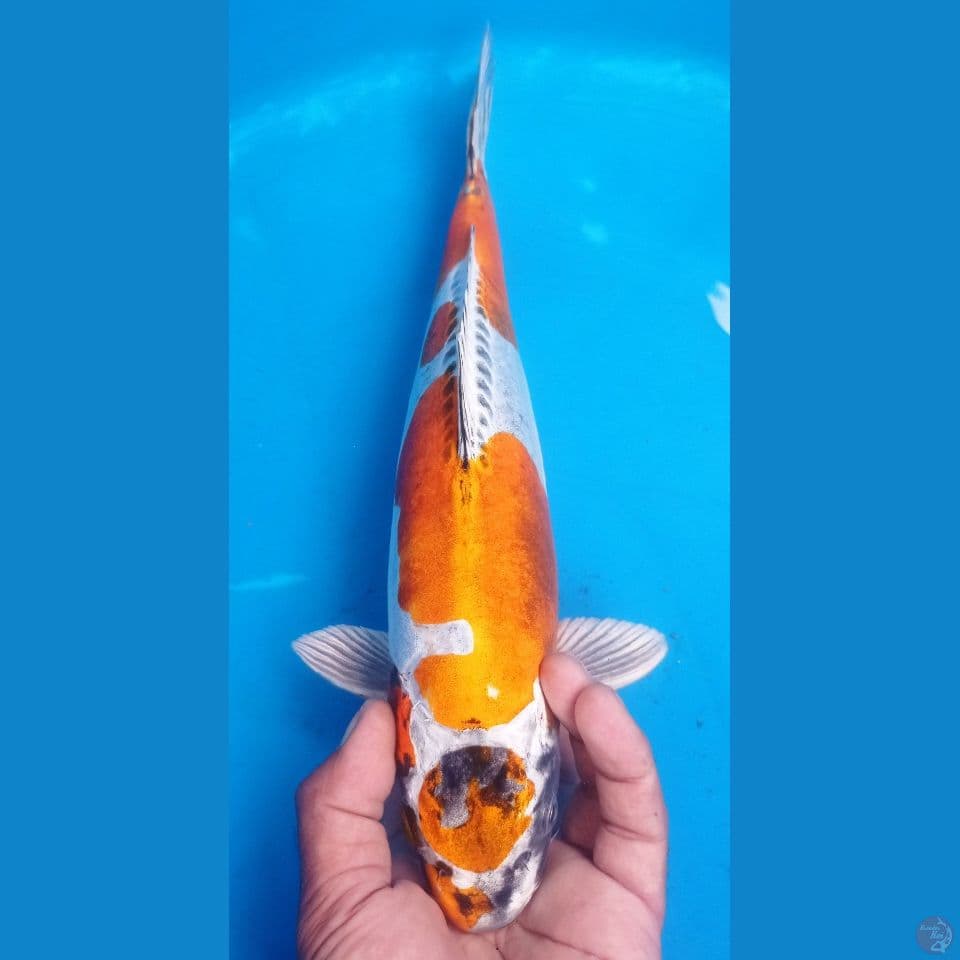 KIKO 35