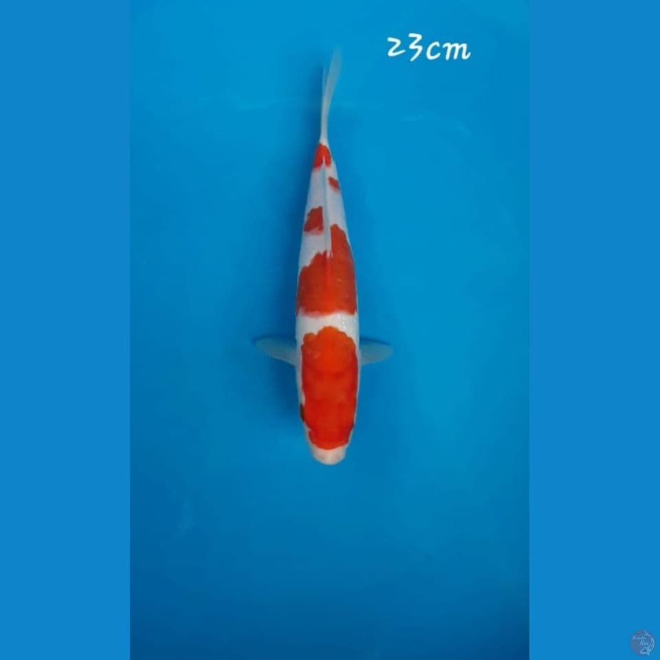 Kohaku 23cm