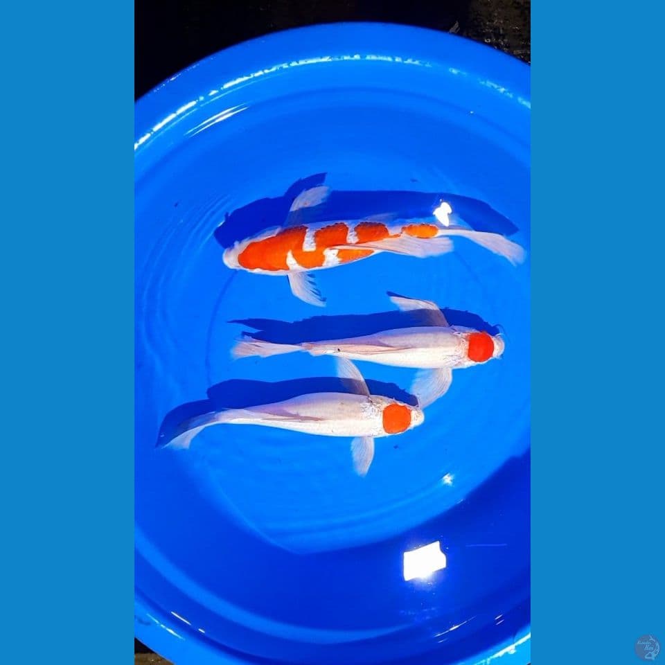 Kumpay 35 37cm