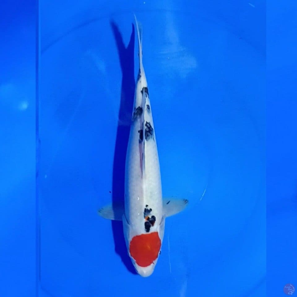 TANCHO SANKE U31CM