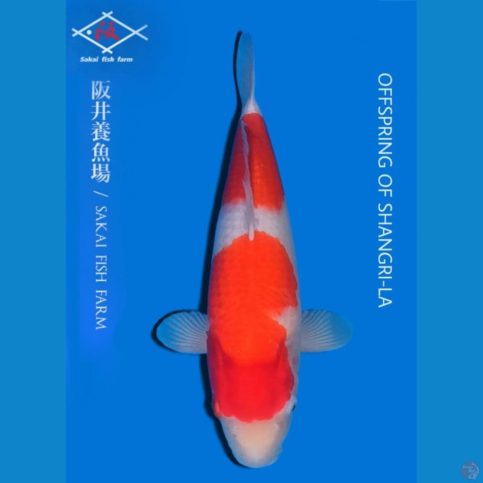 Sakai kohaku
