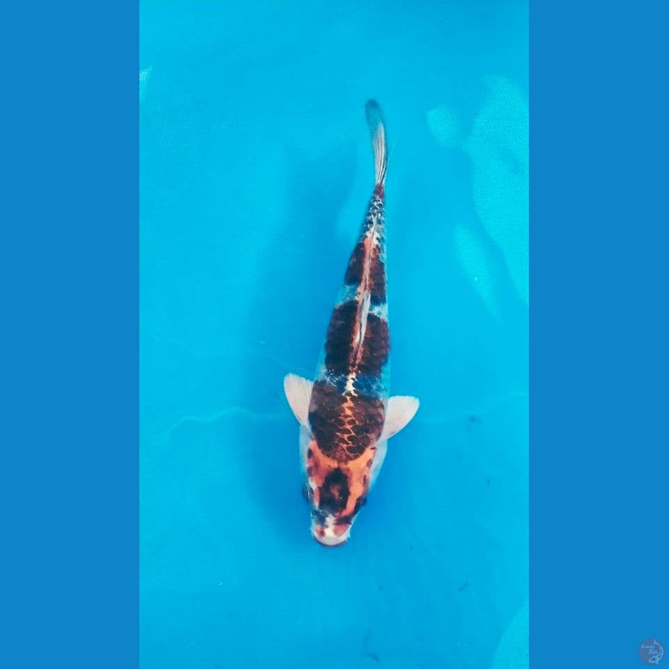 beni gingga 21cm