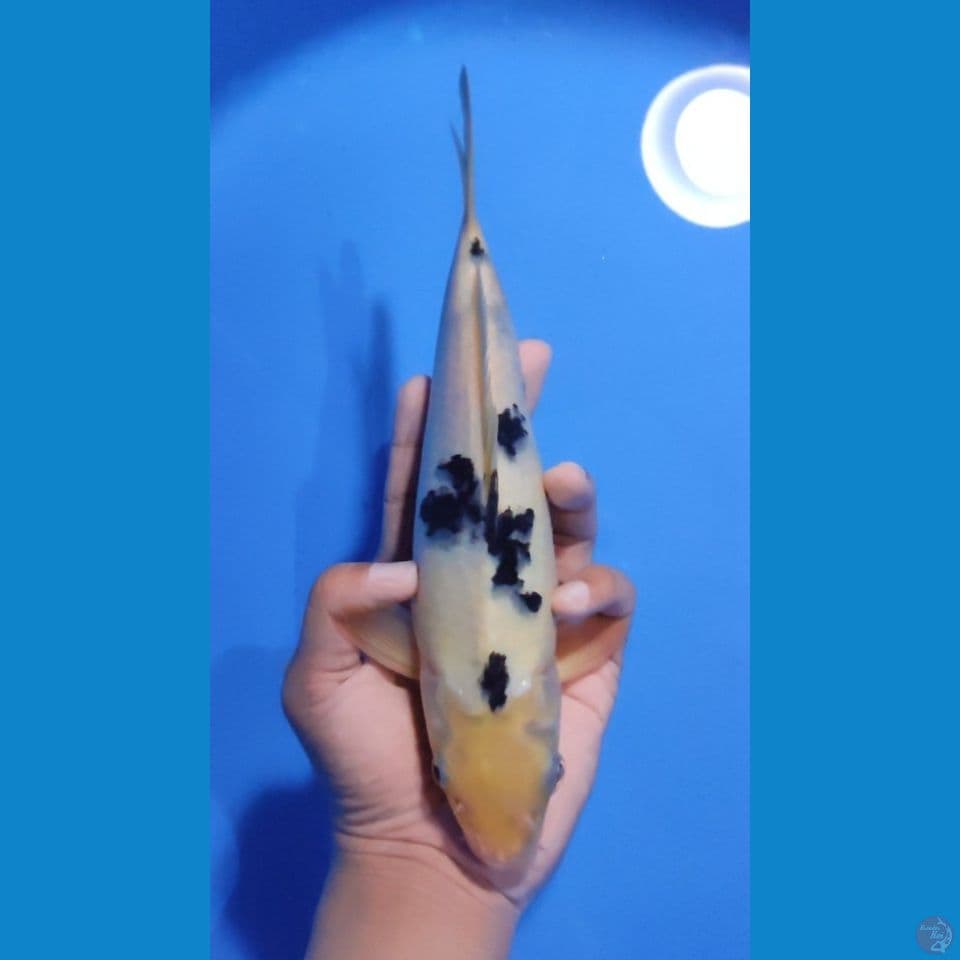 BEKKO 25CM - MALE