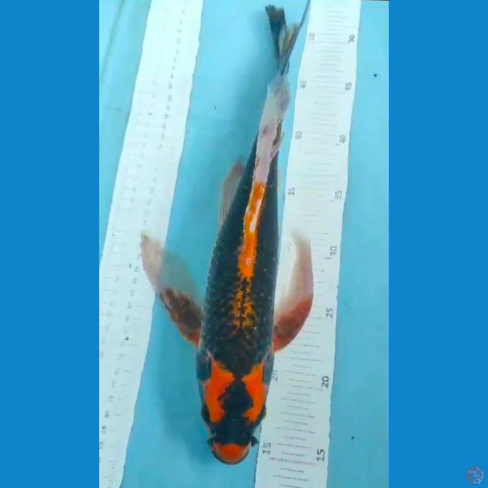 kabuto 40cm
