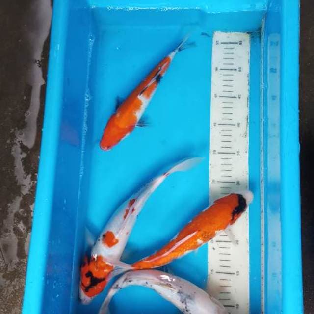 Mix koi