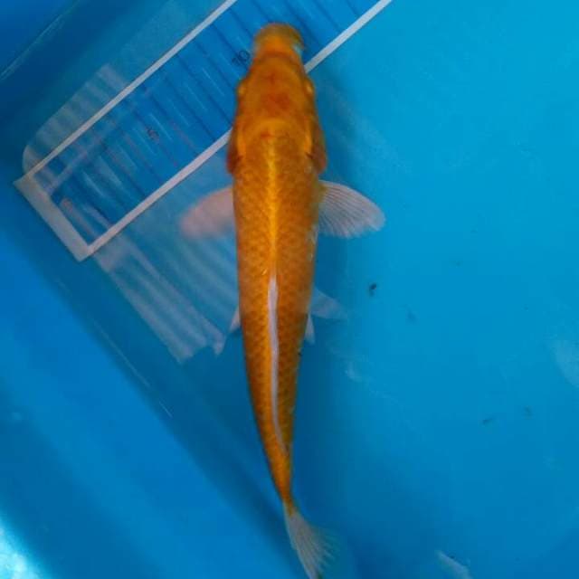 Yamabuki