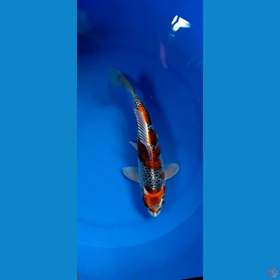 Goshiki size 30 cm