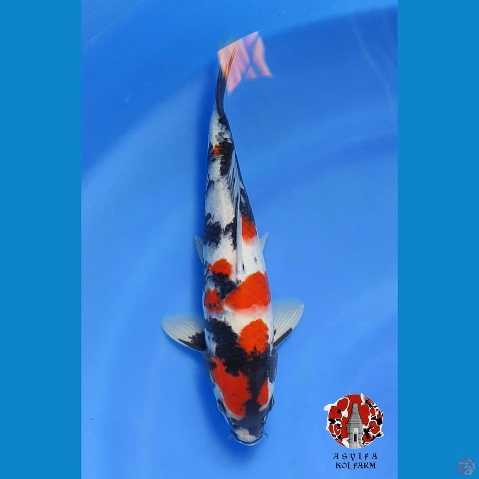 showa strong 28cm Male