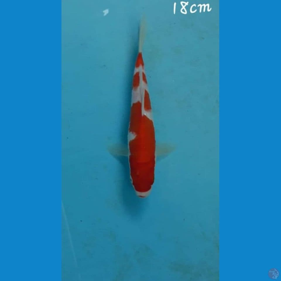 Kohaku 18cm