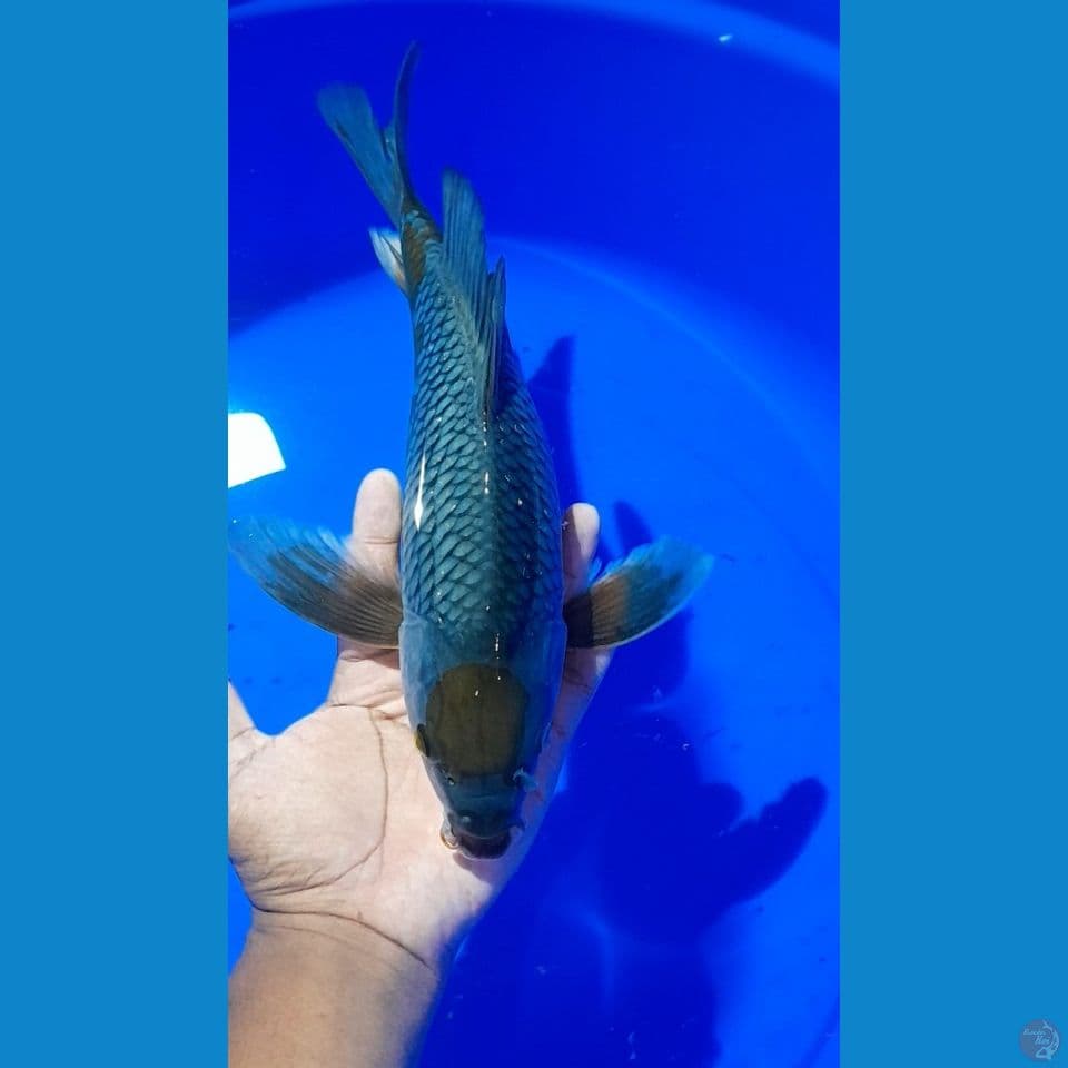 tc ovhiba slayer 32cm