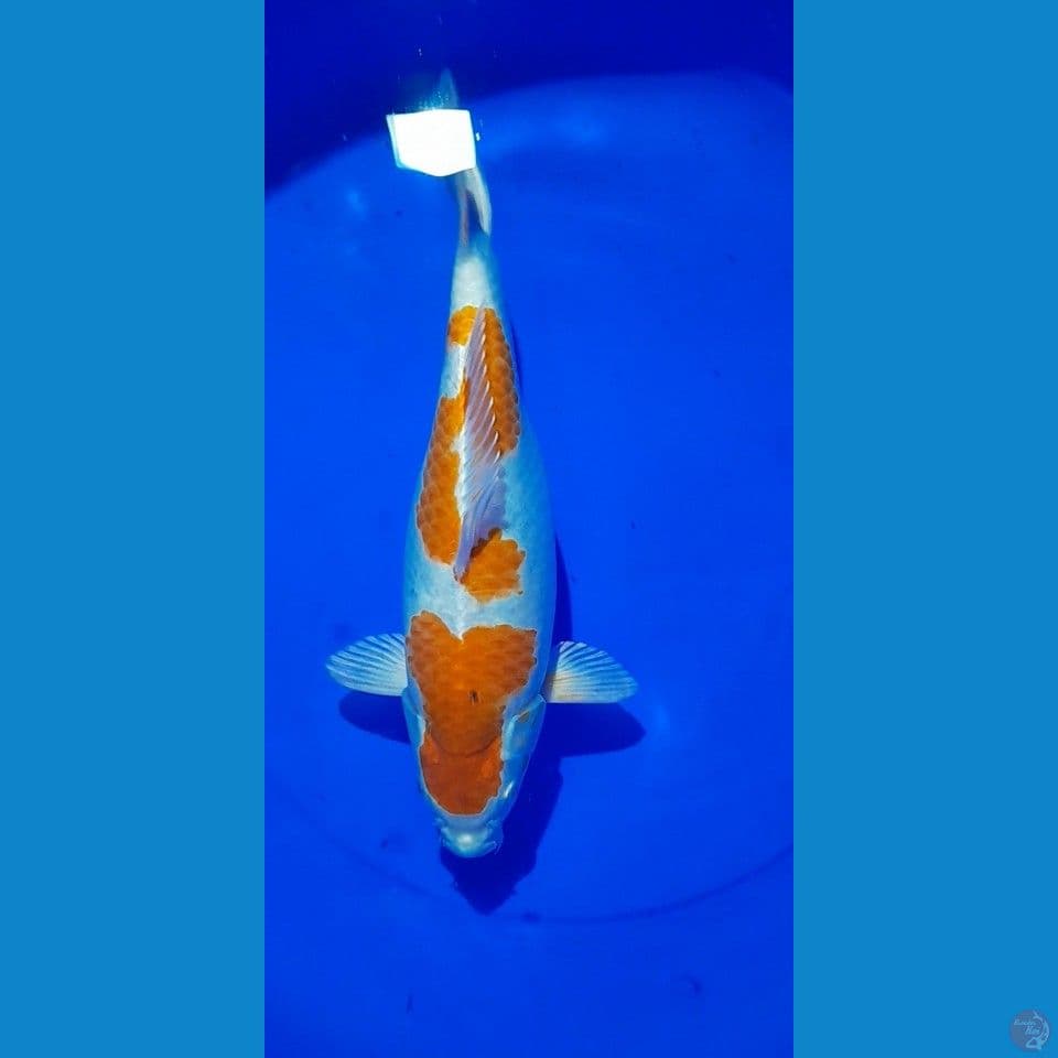 Kohaku hikari 34cm