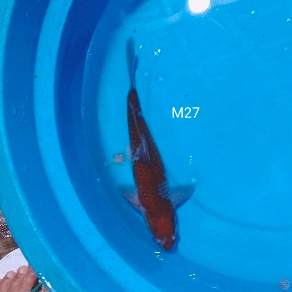 male 27cm