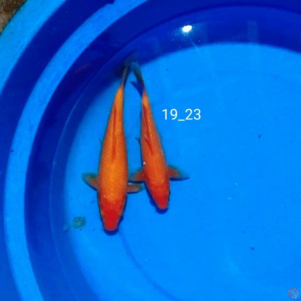 red karasi 19_23cm