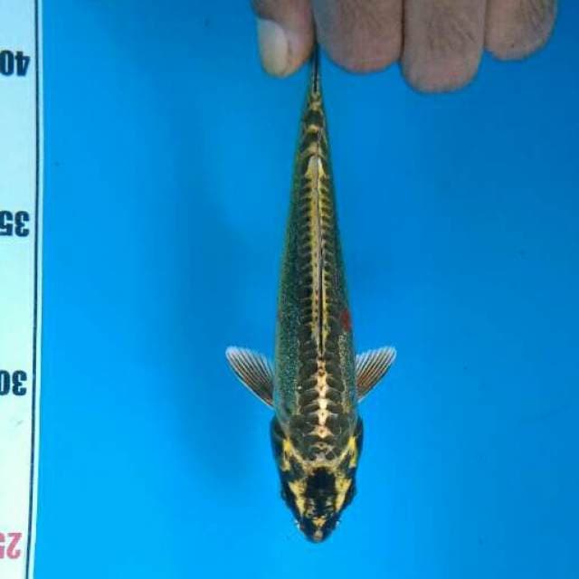 GD 4