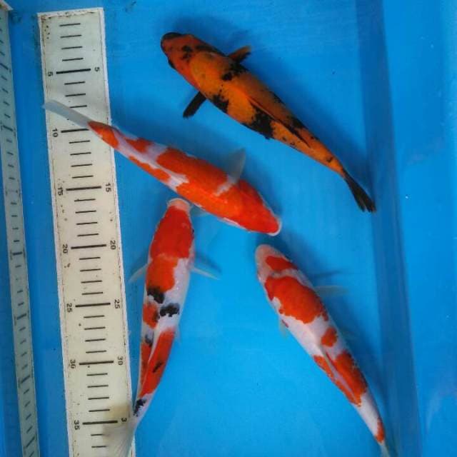 Mix kohaku sanke utsuri