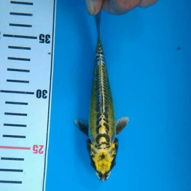 GD 3