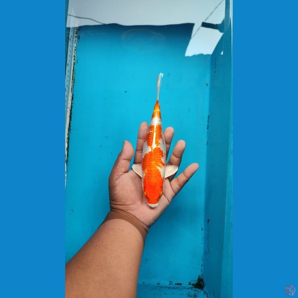 hariwake SQ 22 cm