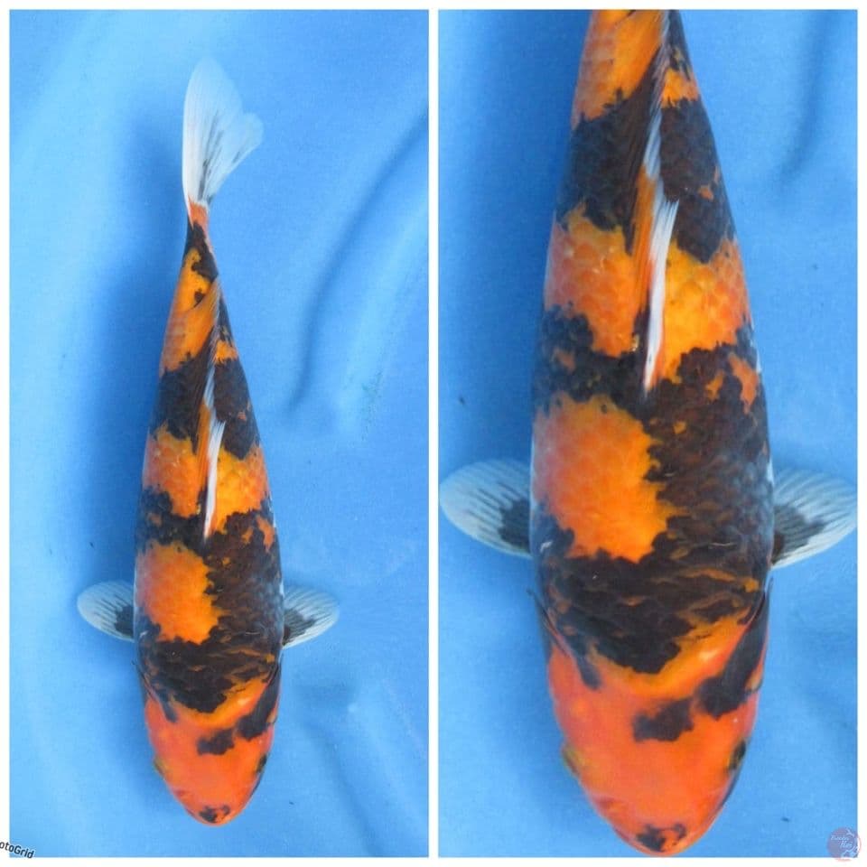 Hi showa motogoro imbang size 35cm F1