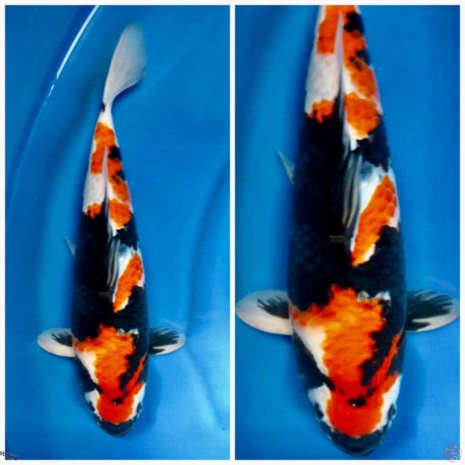 Showa F1 44cm