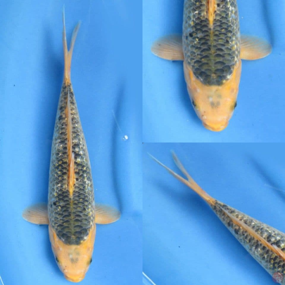 34cm, Matsuba ginrin