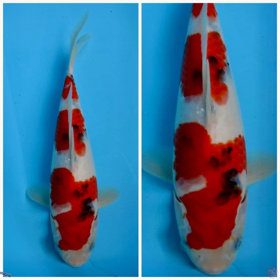 Sanke F1 sakai 28cm