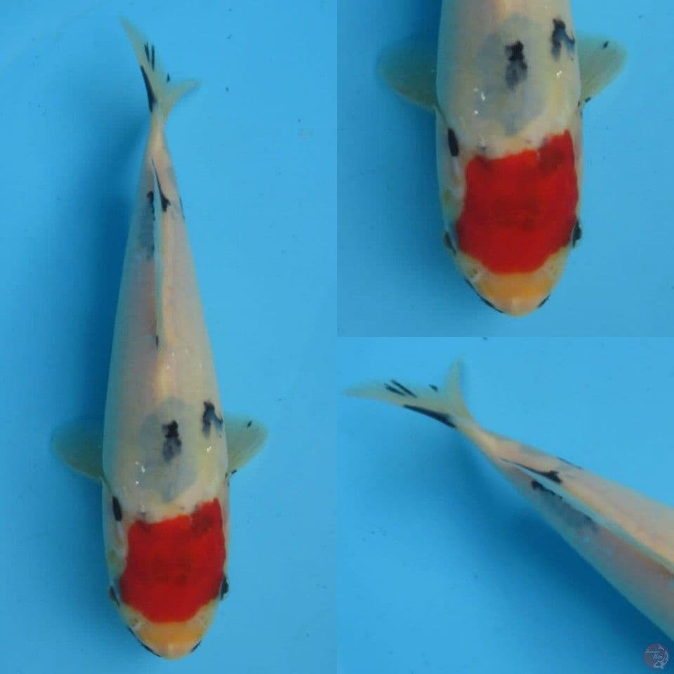 24cm, Tancho Sanke