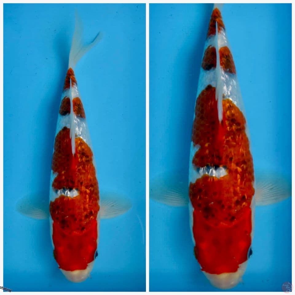 Koromo full gingrin f1 marusai 28cm