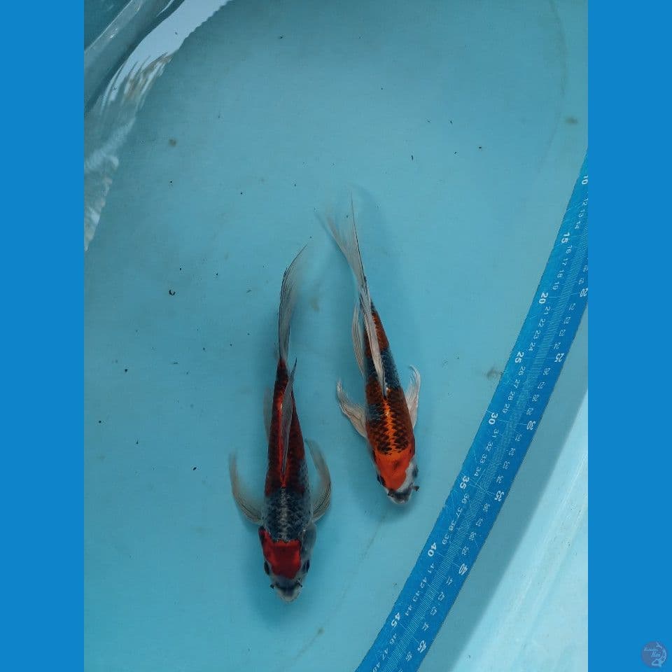 kumpay kujaku gosiki 27cm