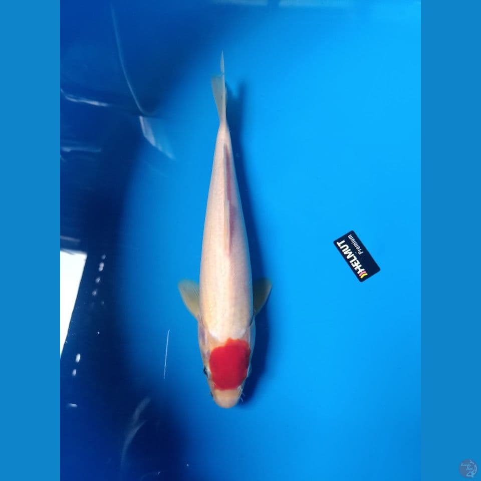 tancho kohaku 27cm