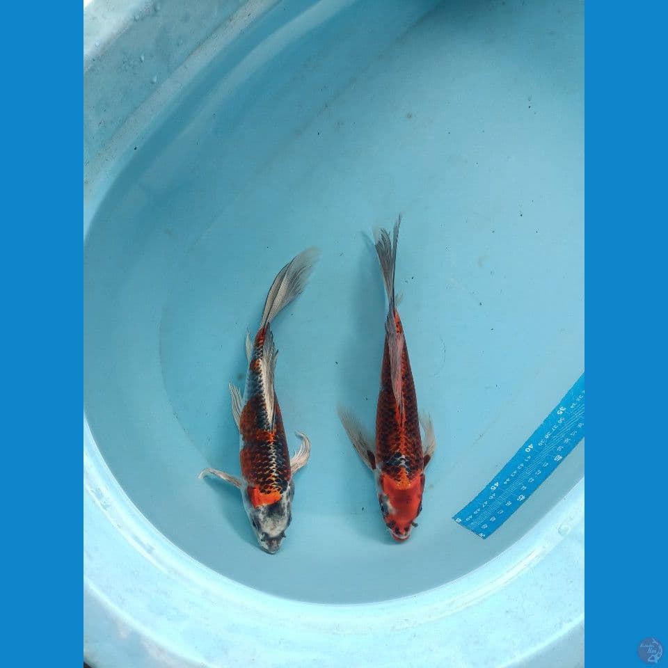 kumpay kujaku 32cm