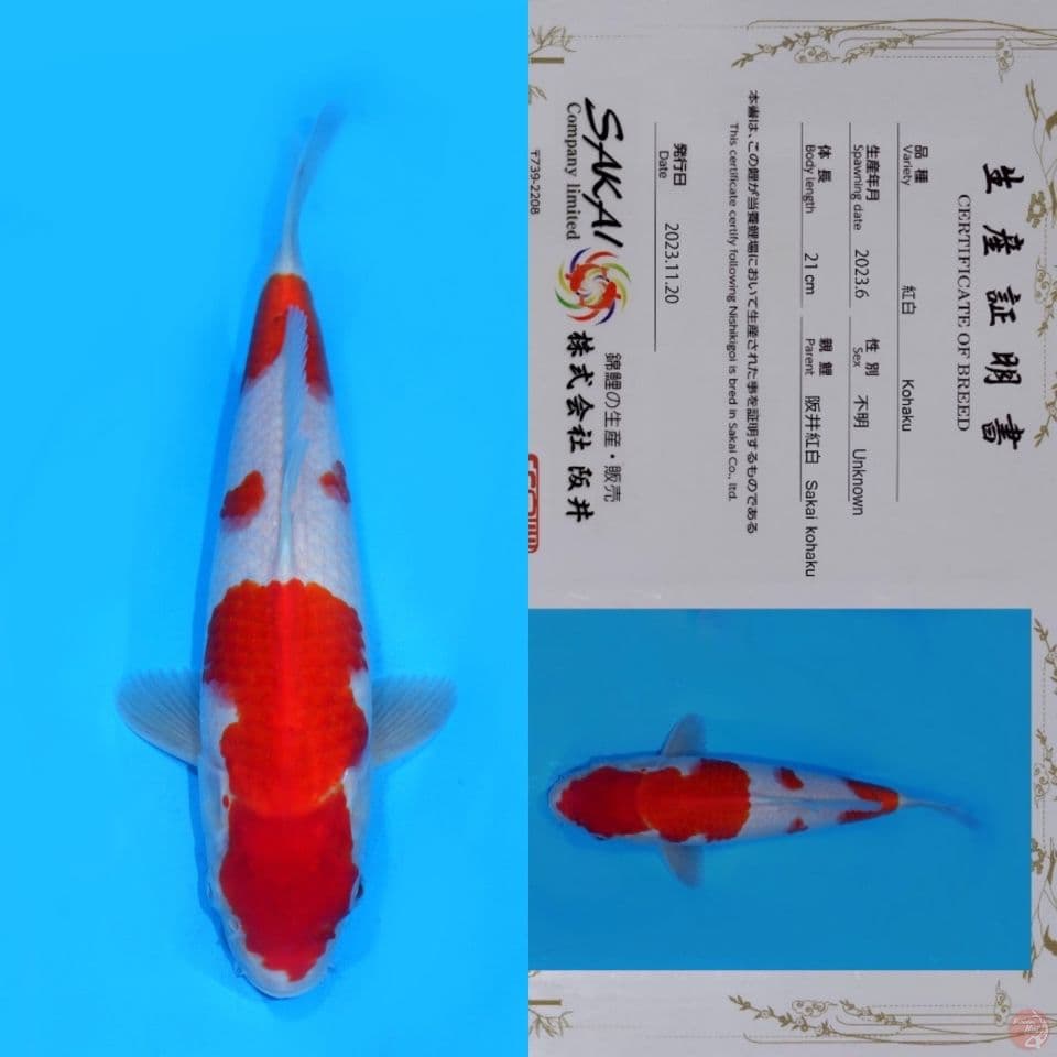 SAKAI YONDAN KOHAKU HQ 32CM