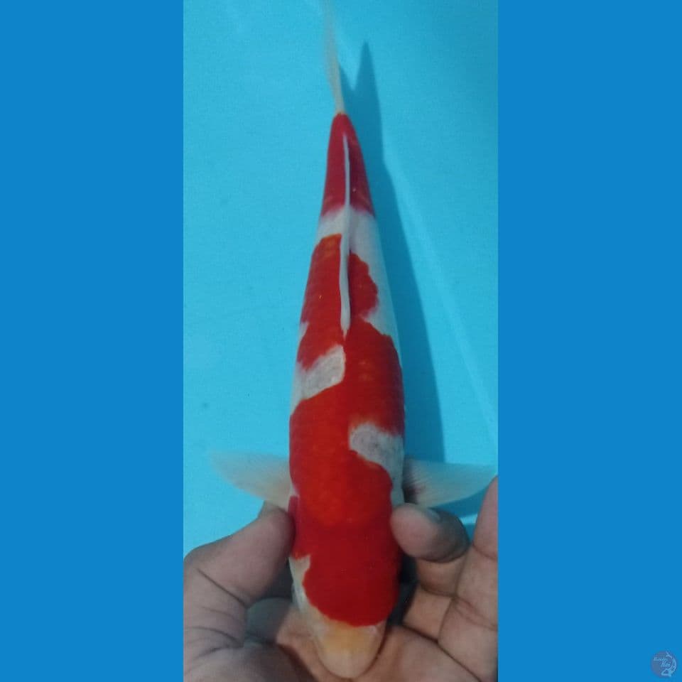 kohaku 30