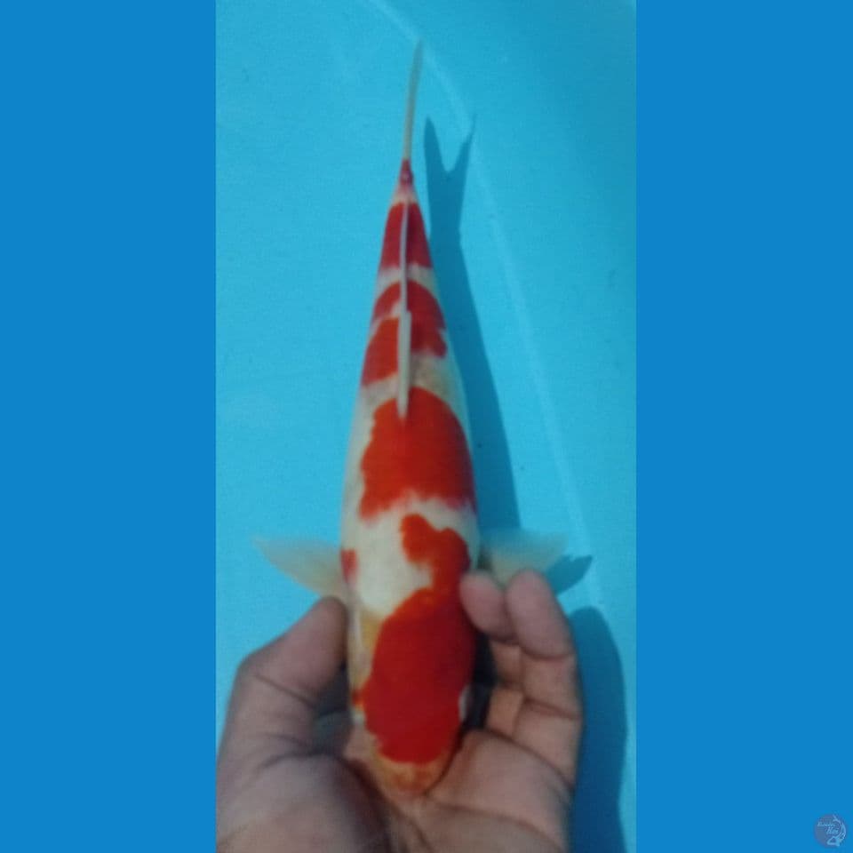 KOHAKU 30