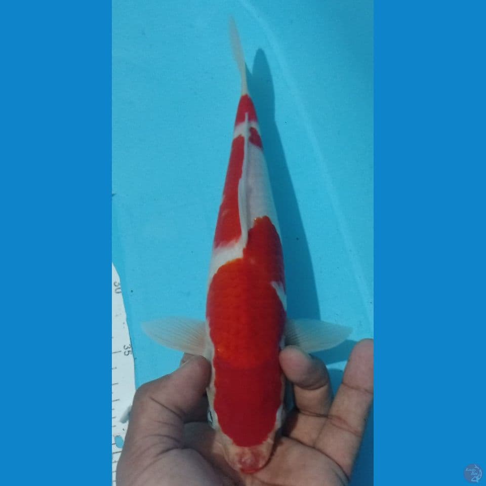 KOHAKU 30